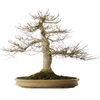 Reiho Acer palmatum, 55 cm, ± 40 años