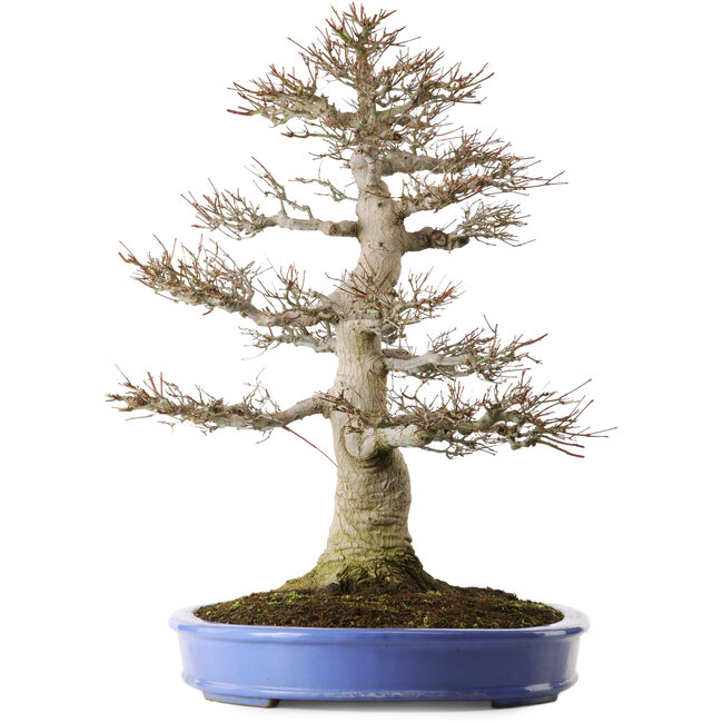 Acer palmatum, 60 cm, ± 35 jaar oud, met een nebari van 26 cm