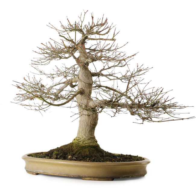 Acer palmatum, 55 cm, ± 40 anni, con un nebari di 25 cm in un vaso giapponese fatto a mano da Reihou
