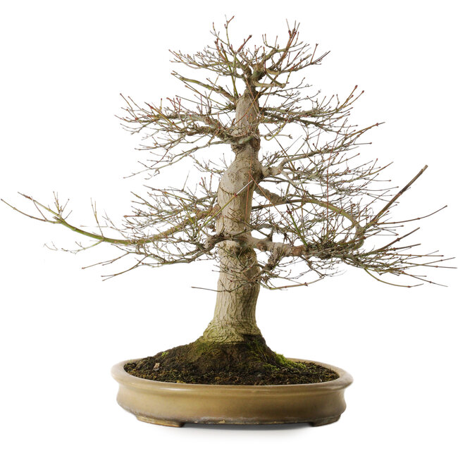 Acer palmatum, 55 cm, environ 40 ans, avec un nebari de 25 cm dans un pot japonais fait main par Reihou