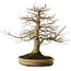 Acer palmatum, 55 cm, ± 40 years old, with a nebari of 25 cm in a handemade Japanese pot by Reihou