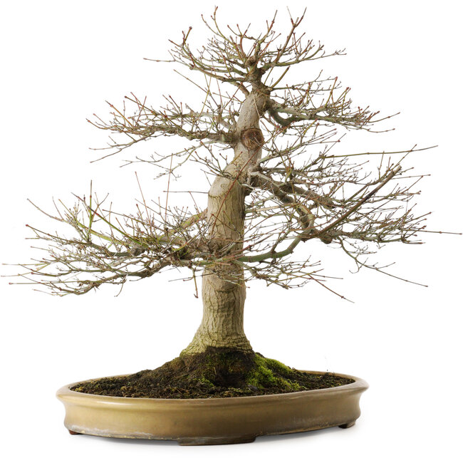 Acer palmatum, 55 cm, ± 40 jaar oud, met een nebari van 25 cm in een handgemaakte Japanse pot van Reihou