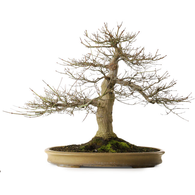 Acer palmatum, 55 cm, ± 40 jaar oud, met een nebari van 25 cm in een handgemaakte Japanse pot van Reihou