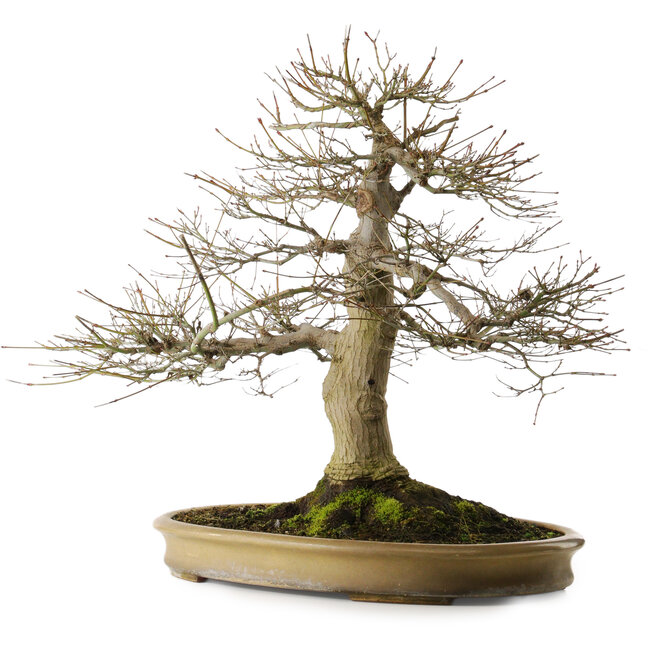 Acer palmatum, 55 cm, ± 40 years old, with a nebari of 25 cm in a handemade Japanese pot by Reihou