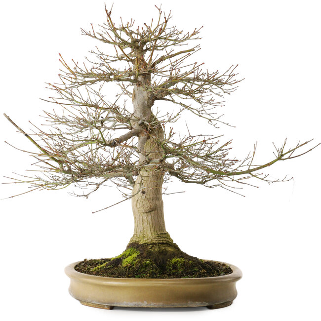 Acer palmatum, 55 cm, ± 40 jaar oud, met een nebari van 25 cm in een handgemaakte Japanse pot van Reihou