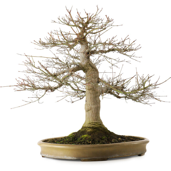 Acer palmatum, 55 cm, ± 40 años, con un nebari de 25 cm en una maceta japonesa hecha a mano por Reihou