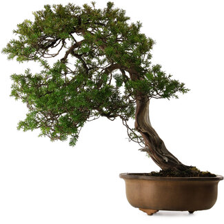 Taxus cuspidata, 70 cm, ± 30 años