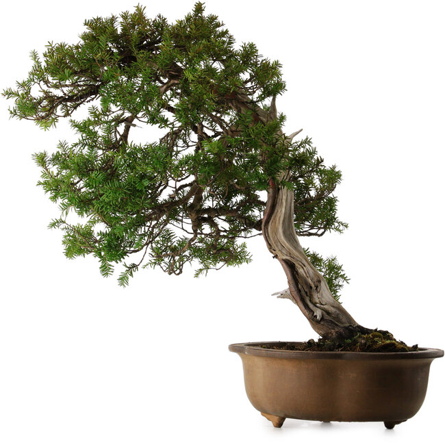 Taxus cuspidata, 70 cm, ± 30 anni, in un vaso rotto
