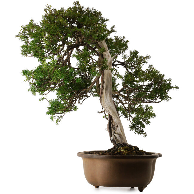 Taxus cuspidata, 70 cm, ± 30 años, en maceta rota