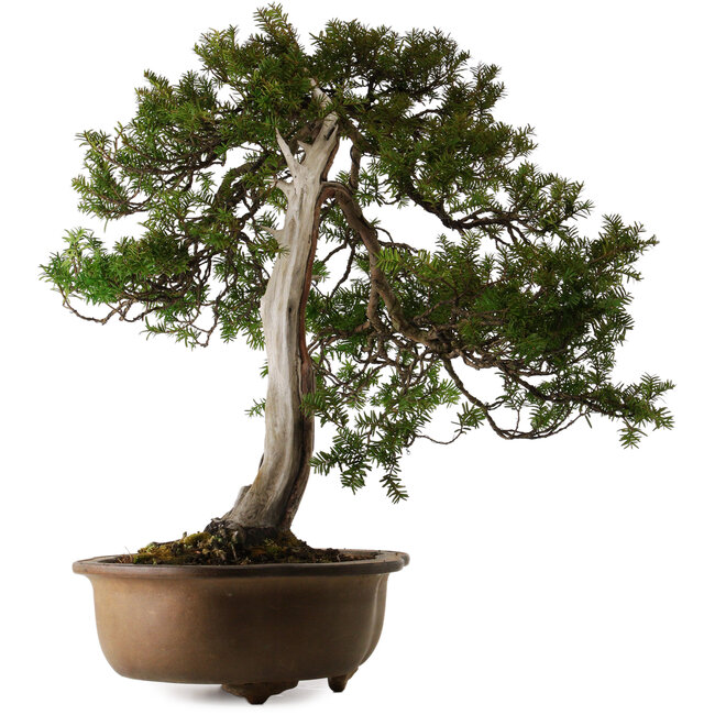 Taxus cuspidata, 70 cm, ± 30 años, en maceta rota