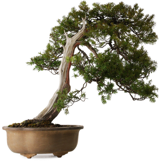 Taxus cuspidata, 70 cm, ± 30 anni, in un vaso rotto