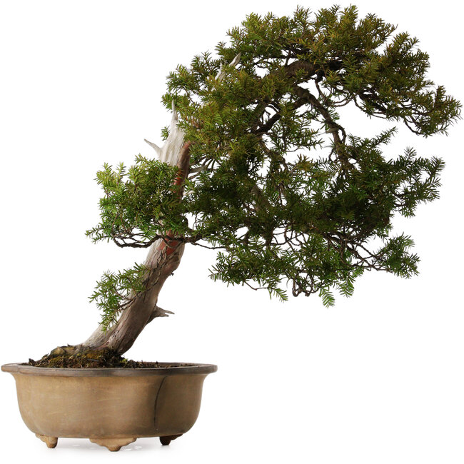 Taxus cuspidata, 70 cm, ± 30 jaar oud, in een gebroken pot.