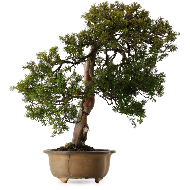 Taxus cuspidata, 70 cm, ± 30 años, en maceta rota