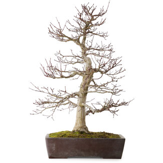 Acer palmatum Deshojo, 72 cm, ± 40 Jahre alt