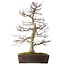 Acer palmatum Deshojo, 72 cm, ± 40 anni, in un vaso rotto