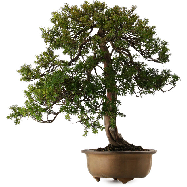 Taxus cuspidata, 70 cm, ± 30 anni, in un vaso rotto