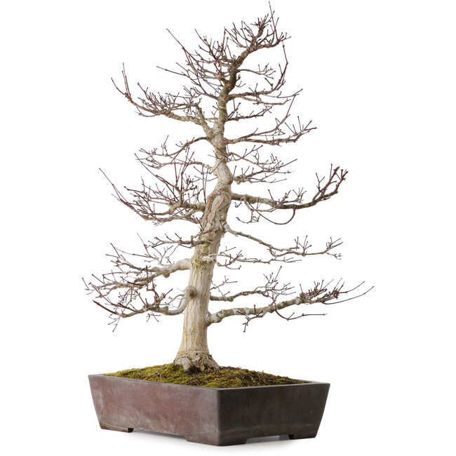 Acer palmatum Deshojo, 72 cm, ca. 40 Jahre alt, in einem zerbrochenen Topf