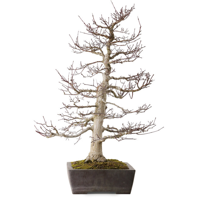 Acer palmatum Deshojo, 72 cm, ± 40 anni, in un vaso rotto