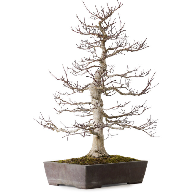 Acer palmatum Deshojo, 72 cm, ± 40 years old, in a broken pot