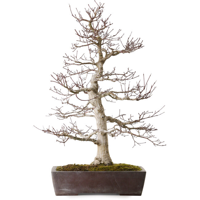 Acer palmatum Deshojo, 72 cm, environ 40 ans, dans un pot cassé