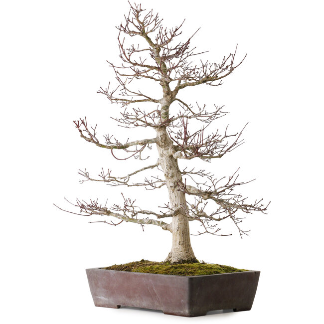 Acer palmatum Deshojo, 72 cm, ca. 40 Jahre alt, in einem zerbrochenen Topf