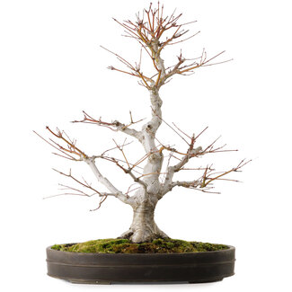 Acer palmatum, 65 cm, ± 30 años