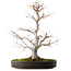 Acer palmatum, 65 cm, ± 30 anni, con un nebari di 16 cm