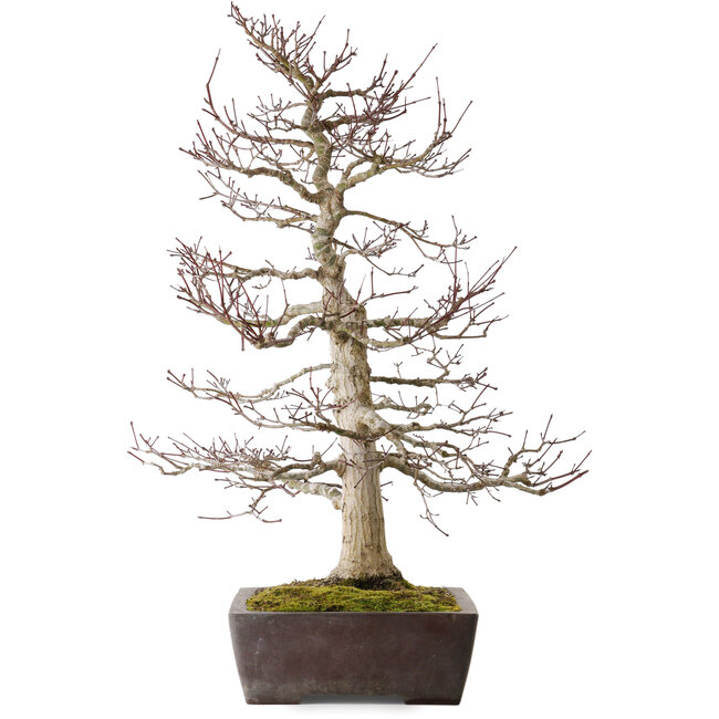 Acer palmatum Deshojo, 72 cm, environ 40 ans, dans un pot cassé