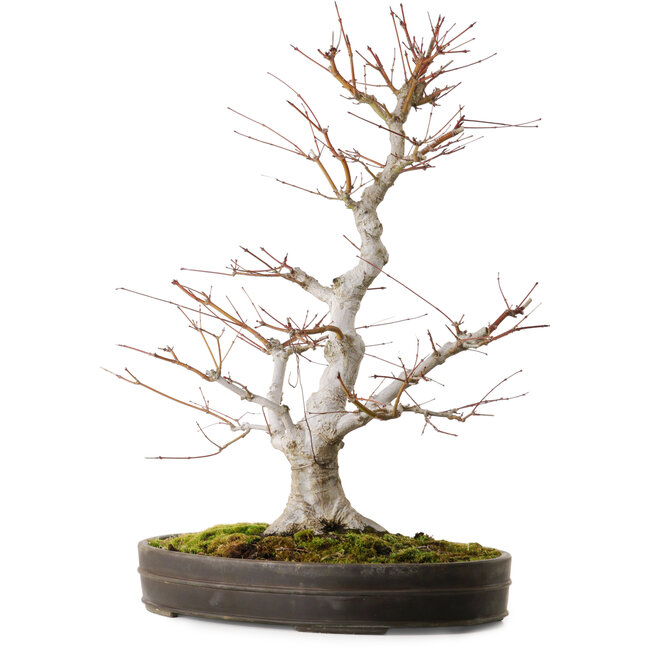 Acer palmatum, 65 cm, ± 30 anni, con un nebari di 16 cm