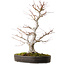 Acer palmatum, 65 cm, ± 30 jaar oud, met een nebari van 16 cm