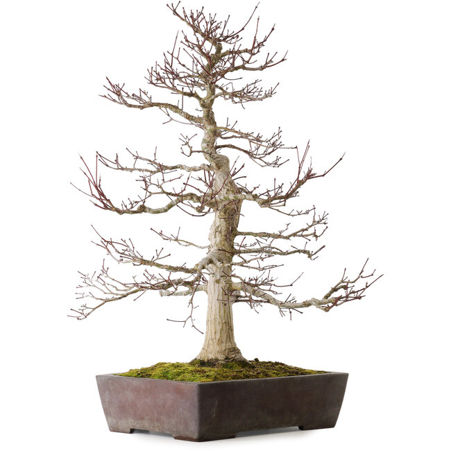 Acer palmatum Deshojo, 72 cm, ± 40 años, en maceta rota