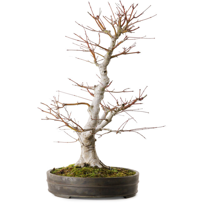 Acer palmatum, 65 cm, ca. 30 Jahre alt, mit einem Wurzelhals von 16 cm