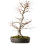 Acer palmatum, 65 cm, ± 30 jaar oud, met een nebari van 16 cm