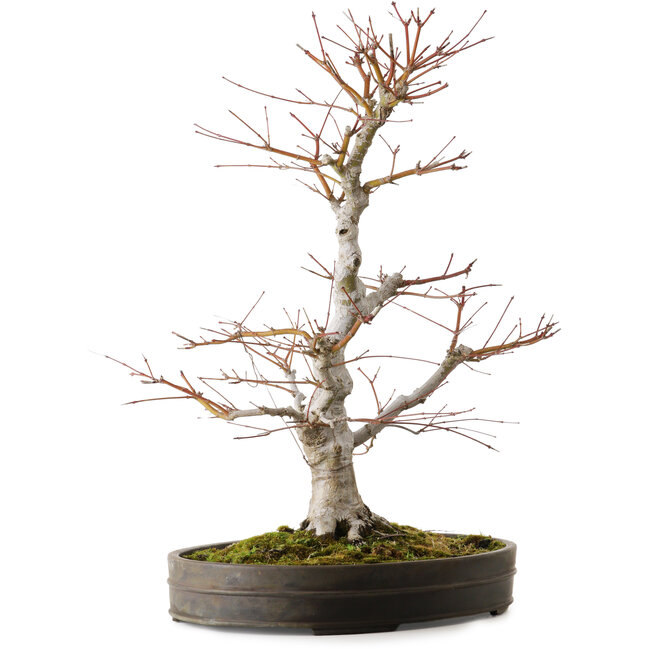Acer palmatum, 65 cm, ± 30 anni, con un nebari di 16 cm