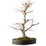 Acer palmatum, 65 cm, ± 30 años, con un nebari de 16 cm