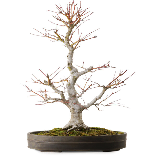 Acer palmatum, 65 cm, ± 30 años, con un nebari de 16 cm