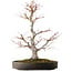 Acer palmatum, 65 cm, ± 30 años, con un nebari de 16 cm