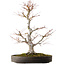 Acer palmatum, 65 cm, ± 30 jaar oud, met een nebari van 16 cm