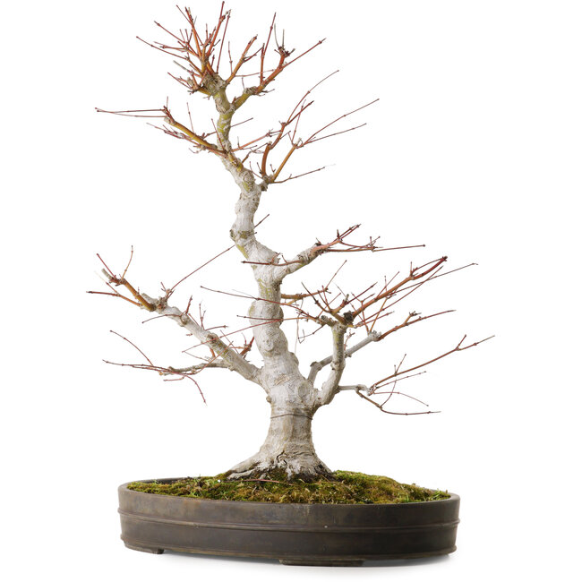 Acer palmatum, 65 cm, ± 30 anni, con un nebari di 16 cm
