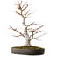 Acer palmatum, 65 cm, ± 30 años, con un nebari de 16 cm