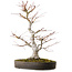 Acer palmatum, 65 cm, ± 30 jaar oud, met een nebari van 16 cm