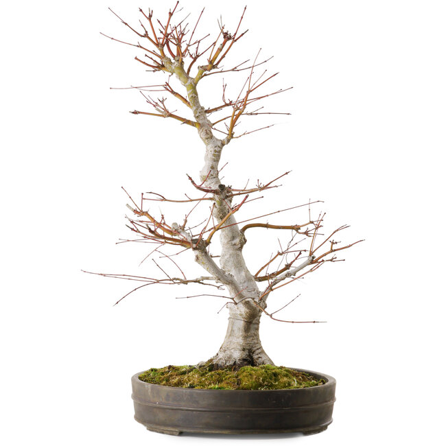 Acer palmatum, 65 cm, ± 30 años, con un nebari de 16 cm