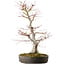 Acer palmatum, 65 cm, ± 30 años, con un nebari de 16 cm
