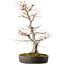 Acer palmatum, 65 cm, ± 30 jaar oud, met een nebari van 16 cm