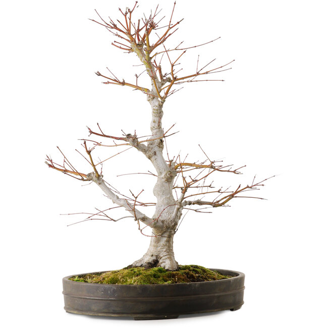 Acer palmatum, 65 cm, ca. 30 Jahre alt, mit einem Wurzelhals von 16 cm