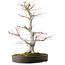 Acer palmatum, 65 cm, ± 30 anni, con un nebari di 16 cm