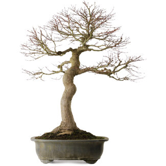Acer palmatum, 76 cm, ± 40 years old