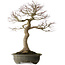 Acer palmatum, 76 cm, ± 40 ans, avec un nebari de 30 cm