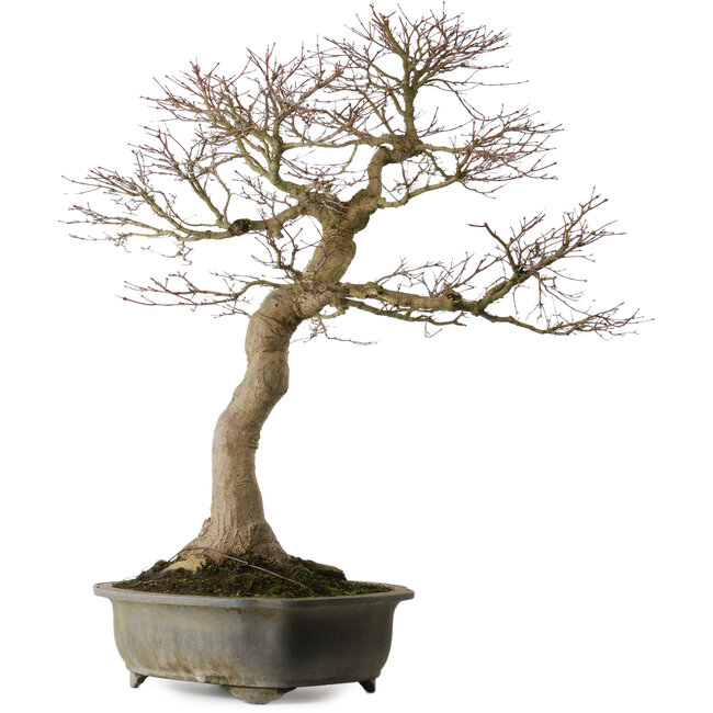 Acer palmatum, 76 cm, ± 40 years old, with a nebari of 30 cm