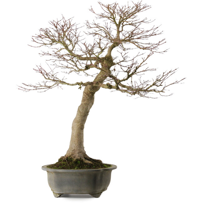 Acer palmatum, 76 cm, ± 40 anni, con un nebari di 30 cm